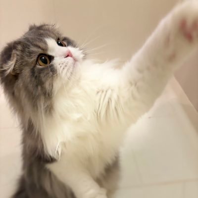 cocodesigners's profile picture. 黒猫マリリン( 2008.4.12 −)とレオナルドダビンチ( 2024.8.22 −)との日々…✨ 昨年虹🌈に旅立ち、皆を見守る先代スコのジョシュア君も登場…。基本猫様一途の垢ﾃﾞｽ。可愛い猫様無言フォローお許しを(ㅅ´ ˘ `)♡フォロバうれしい♡ ※けど、エロ垢はNGﾃﾞｽ❌ ※マヌルネコの大ファン♡