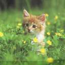 IRIS CHEUNG - @irisyu1229 - Twitter