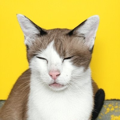 アニミズムの旅 (@usagirisu) / Posts / X