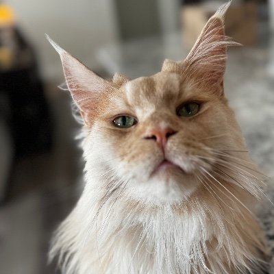 FishTacoTrades's profile picture. Boat Captain