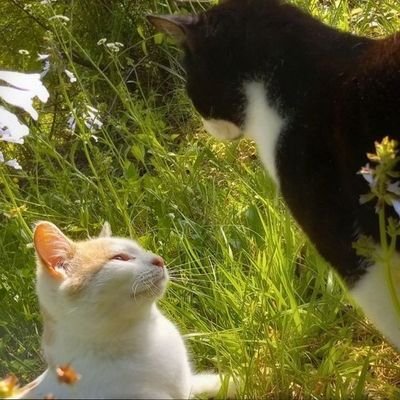 Faonni's profile picture. #studytwt