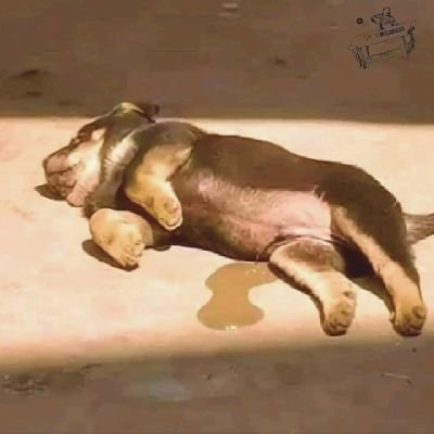 Elmotsuki's profile picture. 