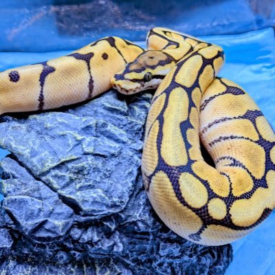 aaronrep4's profile picture. 爬虫類アカウントです🎆🎆🎆🎆 ヤモリ🦎トカゲ🦎蛇🐍🎆 生き物大好き! 気軽にフォローお願います