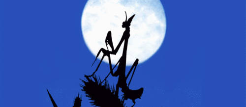 manuelaoh's profile picture. 