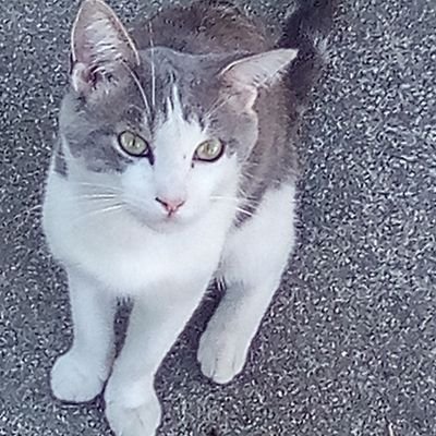 Emilystar136483's profile picture. 