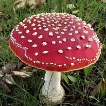 Kamokino00's profile picture. 超雑多絵を描く 
プロフカード　https://t.co/OMOJs4xC48