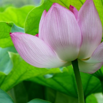 Tossi6641254520's profile picture. 