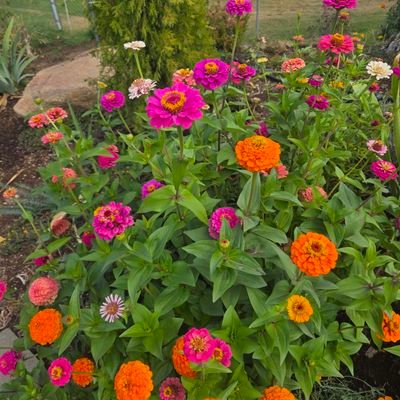 Evenstar_Gal's profile picture. 