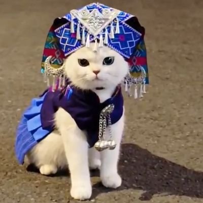 I like cats
