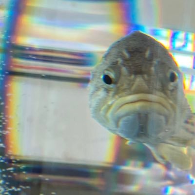 kze4444's profile picture. トラジャちゃんとかスポーツの情報を受け取る用