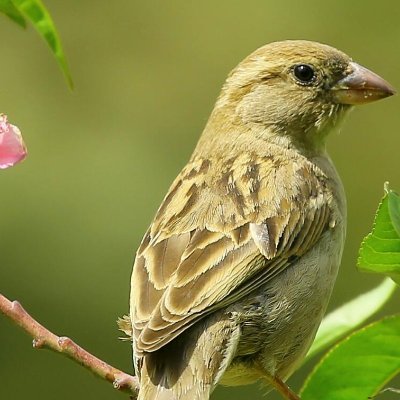 trustmia36371's profile picture. a beauty is joy for ever, all beauty is hide nature so i love nature bird is nature of part,