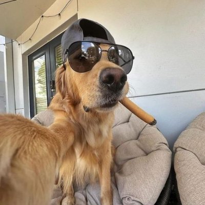 REALTOPG_DOG's profile picture. 