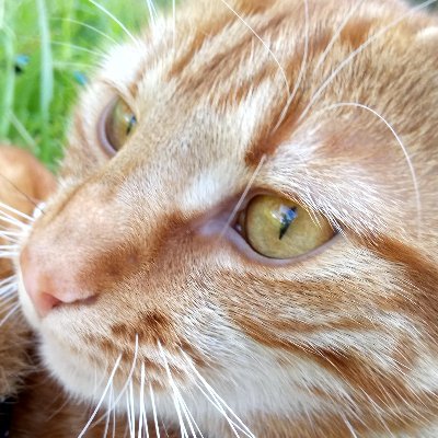 FuzzySelenium's profile picture. just this guy, you know