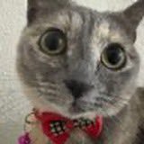 _JustElizabeth's profile picture. Just Elizabeth Cat 🐈‍⬛ Elizabeth is a Seeker user.