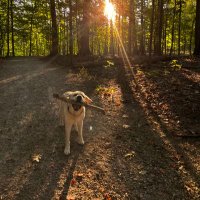 Sammy - a good doggie (@xvermonter61) 's Twitter Profile Photo