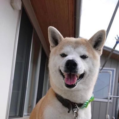 nippouhayodase's profile picture. 日本を豊かに、強く‼︎  次の世代に明るい日本国を渡せるよう、日本保守党と共に‼︎