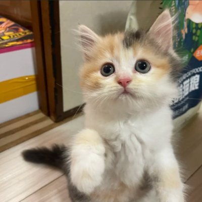 phxun26497723's profile picture. 諦めずに夢を追い続けます。毎日の努力が少しずつ成果に繋がると信じて。