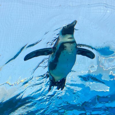 1074K_lll's profile picture. 刀剣用  本垢@1074K_