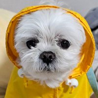 ๋ฐฑ๋ฎค_๋ฎค (@myumyudot) 's Twitter Profile Photo ๋ฐฑ๋ฎค_๋ฎค (@myumyudot) 's Twitter Profile Photo
