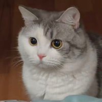 nelkk (@stickt_uxt3f) 's Twitter Profile