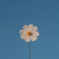 らりり (@calendula_o0) 's Twitter Profile