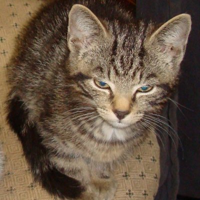 For those without a voice - I give mine
Tyger Tyger, burning bright,
In the forests of the night.
No DM's