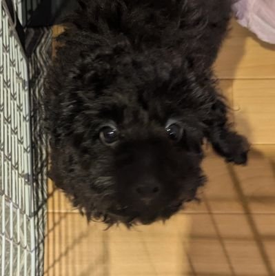 alexlouissally's profile picture. アレックス(トイプードル　19歳)2024年9月29日お空組へ🌈
ルイくん(キャバリア　8歳)とレオくん(トイプードル　0歳)お姉ちゃん(@sally_x_x_)
ワンコメインにつぶやくアカウント
無言フォロー失礼します