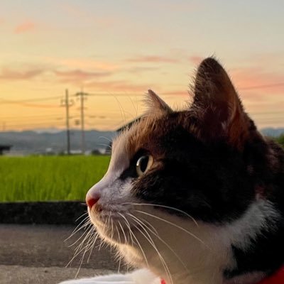 こたつさんのプロフィール画像