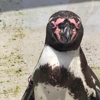ぱんだ壱号さんのプロフィール画像