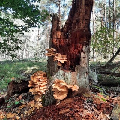 letoulois's profile picture. « Sans la liberté de blâmer il n’est pas d’éloge flatteur »