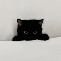 🌠 (@dki__s) 's Twitter Profile
