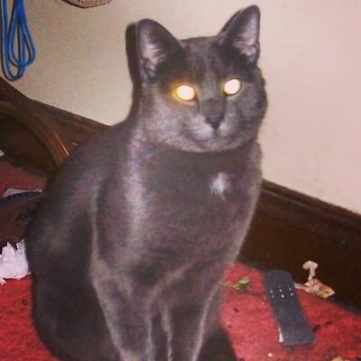 greenjoe4289690's profile picture. I don't really use x, even on my older account I never really used it, but I do use reddit and YouTube for actual news, when I need a break music it is