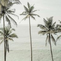 Batol (@ixllf1) 's Twitter Profile