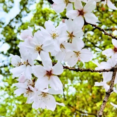 99Wt25452's profile picture. 