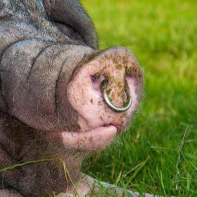 TheHogFinder's profile picture. I Find  Liberals. They all look the same. Send me Submissions