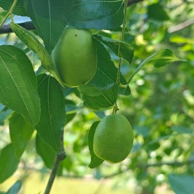 Pullenpkk's profile picture. 