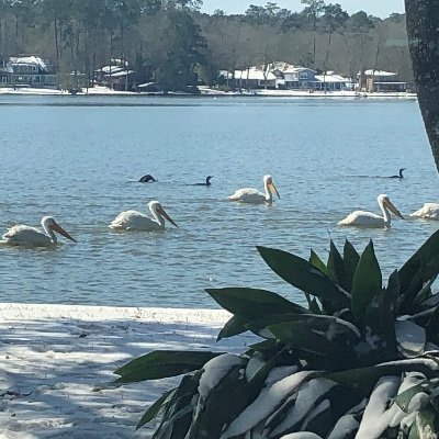 pegonenav's profile picture. Conservative Texan, supporter of free speech. 🗣