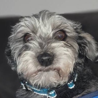 BigSlyJonez2965's profile picture. Retired Navy. ISR.  I am nobody. Love dogs. Opinions are my own, not here to debate loons/libs/dems. NoxYT. MAGA. 🇺🇸🇺🇸NO DMs.