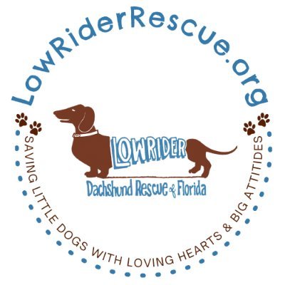 LowRiderFL's profile picture. Low Rider Dachshund Rescue FL is an ALL Volunteer, nonprofit 501c3 organization - Saving Little Dogs with Loving Hearts and Big Attitudes.