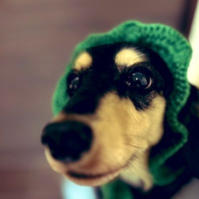 🐶ぽにゃんた🐶さんのプロフィール画像