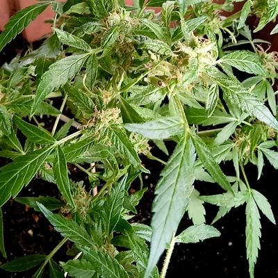 A place for UK growers, indoors or Guerilla grows can share experiences, diaries, strain and hopefully help each other 🌿
UKWeedGrowers@proton.me