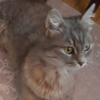 maykocekko (@maykocekko) 's Twitter Profile