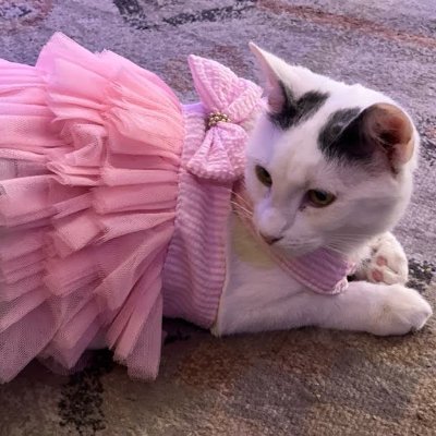 alphacatonsol's profile picture. crypto trader