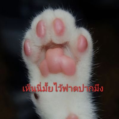 เป้งแฟนลับลับนอกวงการของพี่กายที่พี่กายก็ไม่รู้เพราะลับเกิน
#skywongravee🐶
#hirunkit_😾
DY🐰💙💚