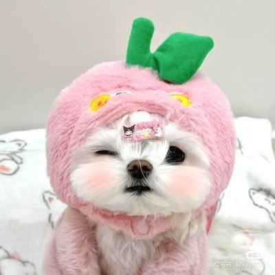 im1599u's profile picture. ไม่ต้องฟอลกลับก็ได้นะคะ ไม่ได้เล่นแอคนี้ค่ะ