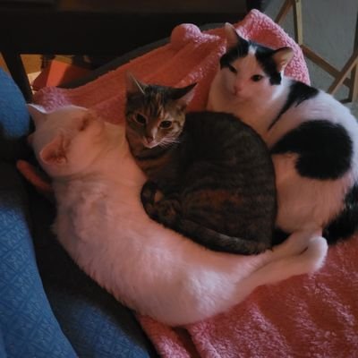 readingforfun12's profile picture. Mom, resister, avid reader. Here for politics and cats. Proud liberal. Follow me on 
🦋👉  https://t.co/QldrPUeLVy