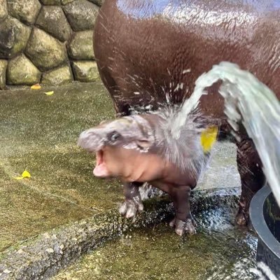 Koshi_Koshi88's profile picture. 尸