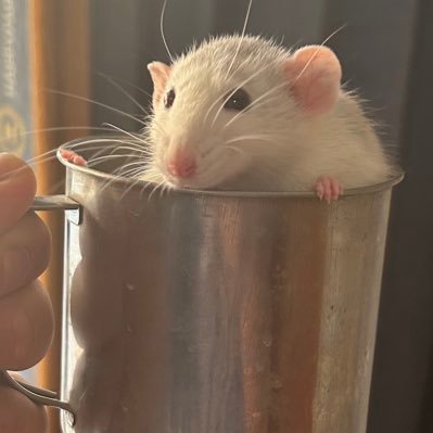 hahadesiowo's profile picture. 这里是哈哈德斯账号
bilibili账号：https://t.co/DCSQm85VrL