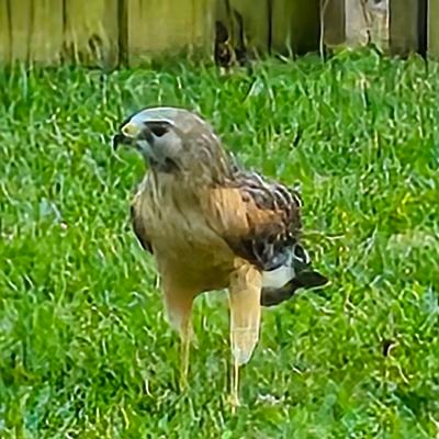 Gullveigthrice's profile picture. 