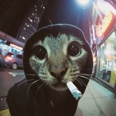 Aroc4321's profile picture. Vector Ref Code: Aroc4321
https://t.co/smeB5qhEV5